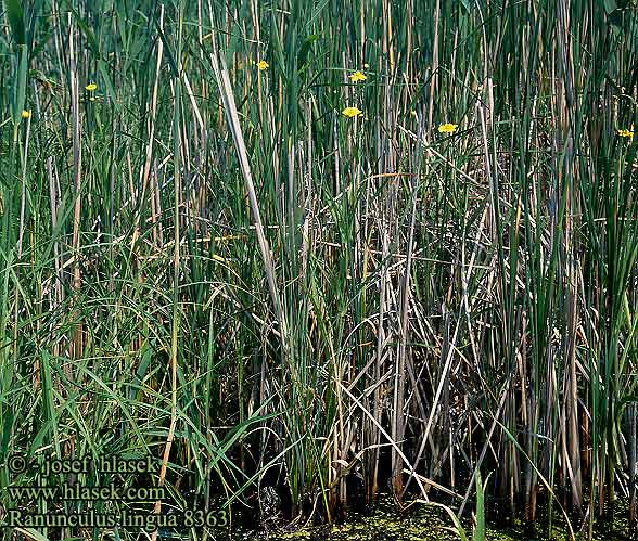 Ranunculus lingua Greater Spearwort Nádi boglárka Zungen-Hahnenfuß