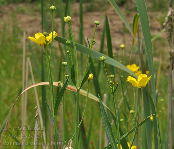 Greater Spearwort Jaskier wielki Renoncule langue Langbladet Ranunkel