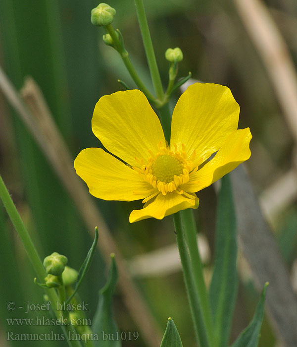 Ranunculus lingua Greater Spearwort