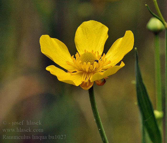 Ranunculus lingua Jaskier wielki