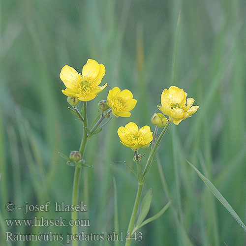 Ranunculus pedatus ah1443