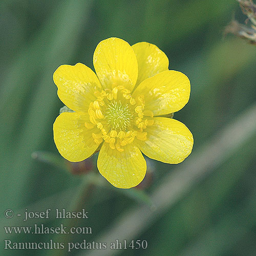 Ranunculus pedatus ah1450