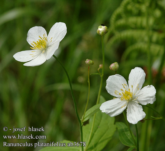 Ranunculus platanifolius ab3678 CZ: pryskyřník platanolistý