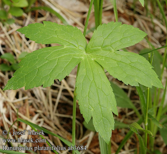 Ranunculus platanifolius Jaskier platanolistny Лютик платанолистный