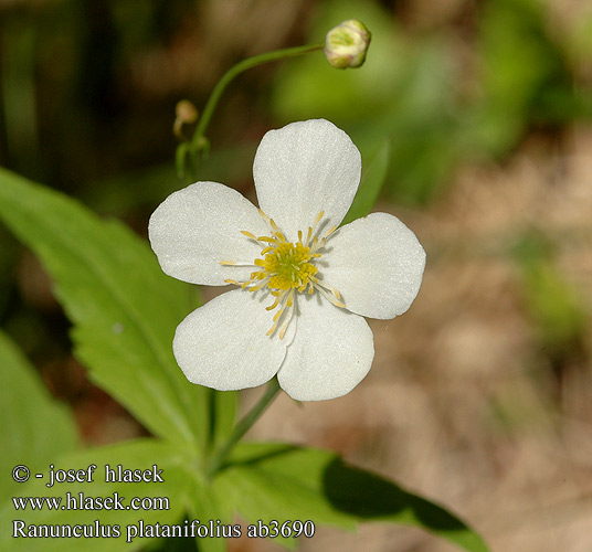 Ranunculus platanifolius Pryskyřník platanolistý