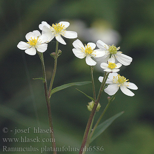 Ranunculus platanifolius Lønbladet ranunkel Renoncule feuilles platane