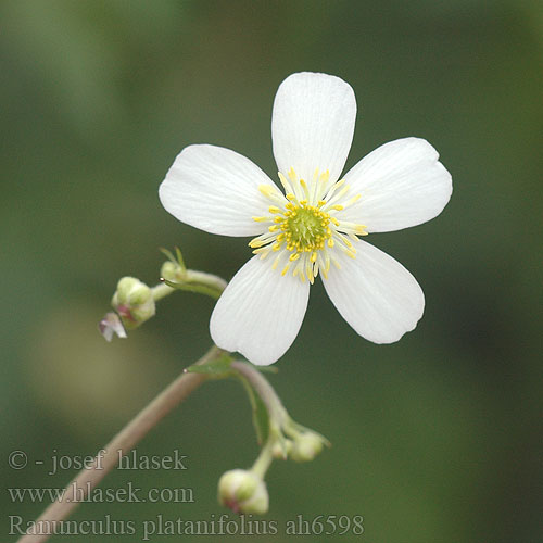 Ranunculus platanifolius Plataanbladige Ranonkel Jaskier platanolistny