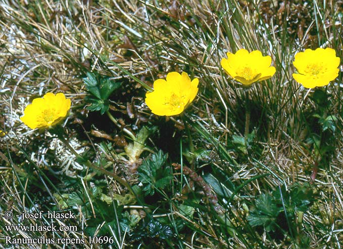 Ranunculus repens Iskerník plazivý Pryskyřník plazivý Botón oro