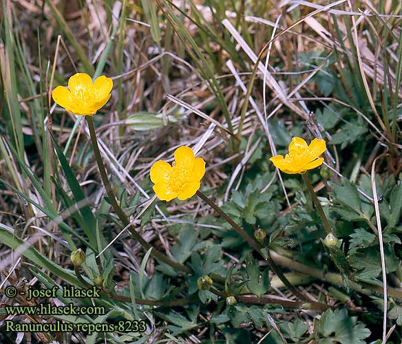 Ranunculus repens Kriechender Hahnenfuß Lav Ranunkel Creeping buttercup