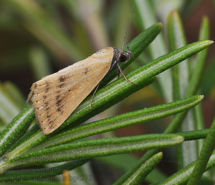 Raparna conicephala Antarchaea Noctuelle conicéphale