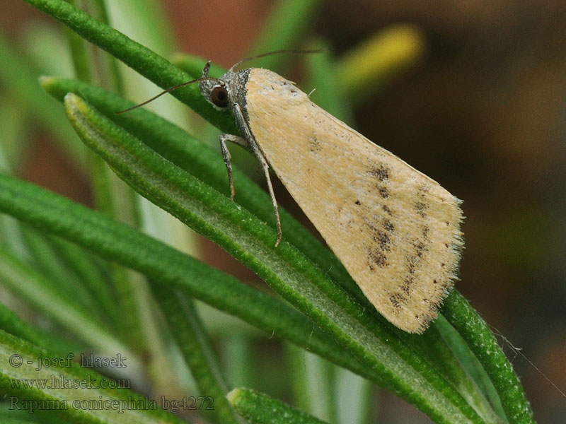 Antarchaea Noctuelle conicéphale Raparna conicephala