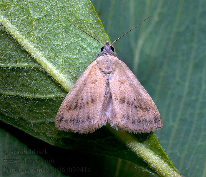 Raparna conicephala