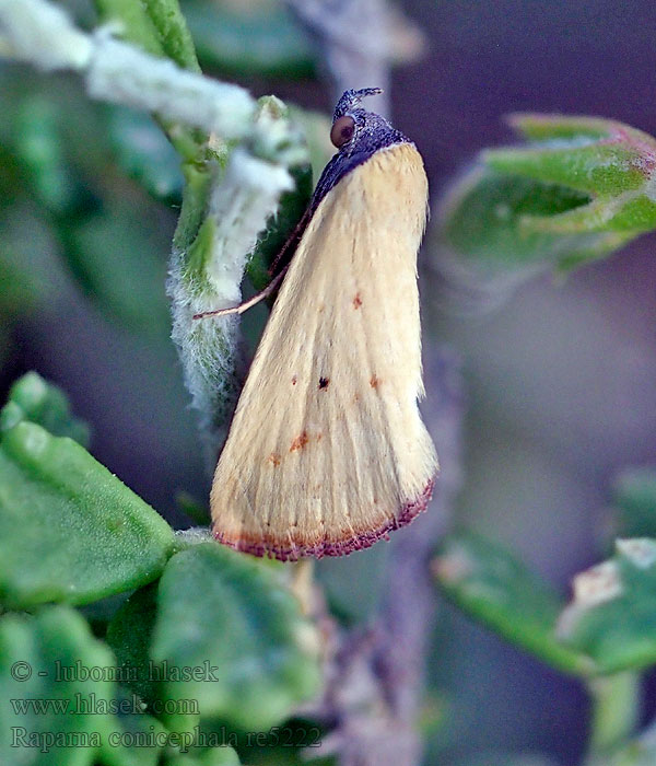 Antarchaea Noctuelle conicéphale Raparna conicephala
