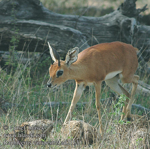 Raphicerus campestris Steenbok Steinbok Steinbukk