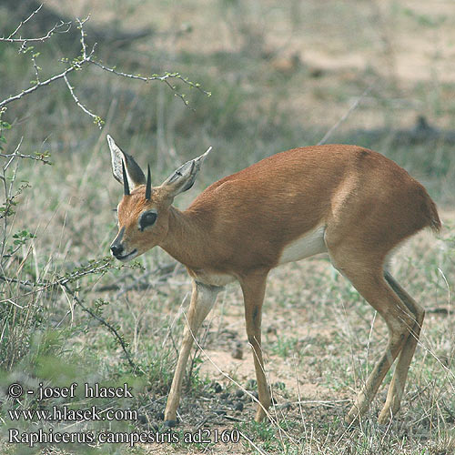 Raphicerus campestris Raphicere champetre