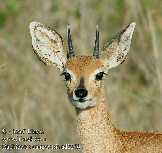 Raphicerus campestris Steenbokantilope steenbokkie