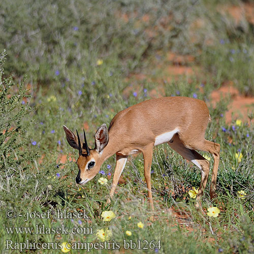 Raphicere champetre Steenbokantilope steenbokkie