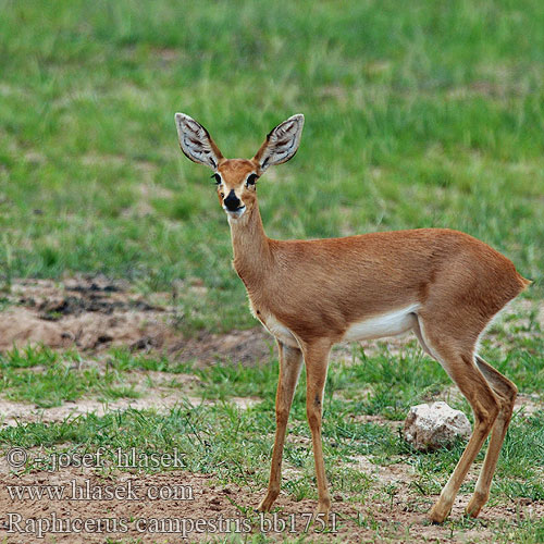 Raphicerus campestris bb1751