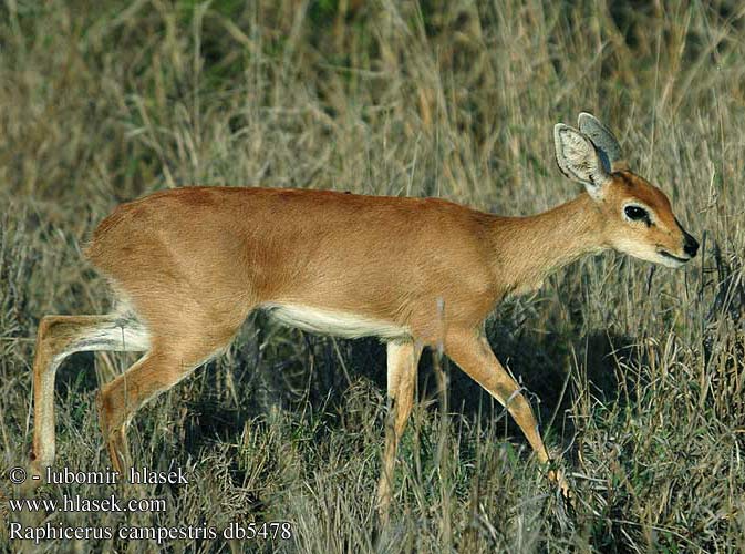 Raphicerus campestris Antilopa srnčia trávní Steenbuck