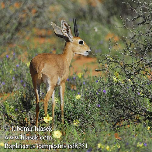 Raphicerus campestris ed8751