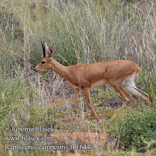 Raphicerus campestris fb1644