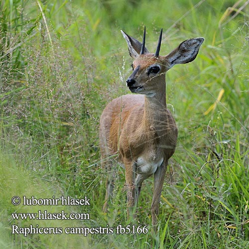 Raphicerus campestris fb5166