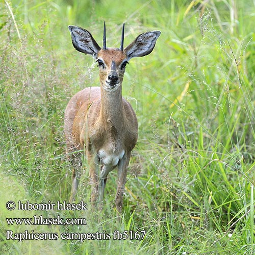 Raphicerus campestris fb5167