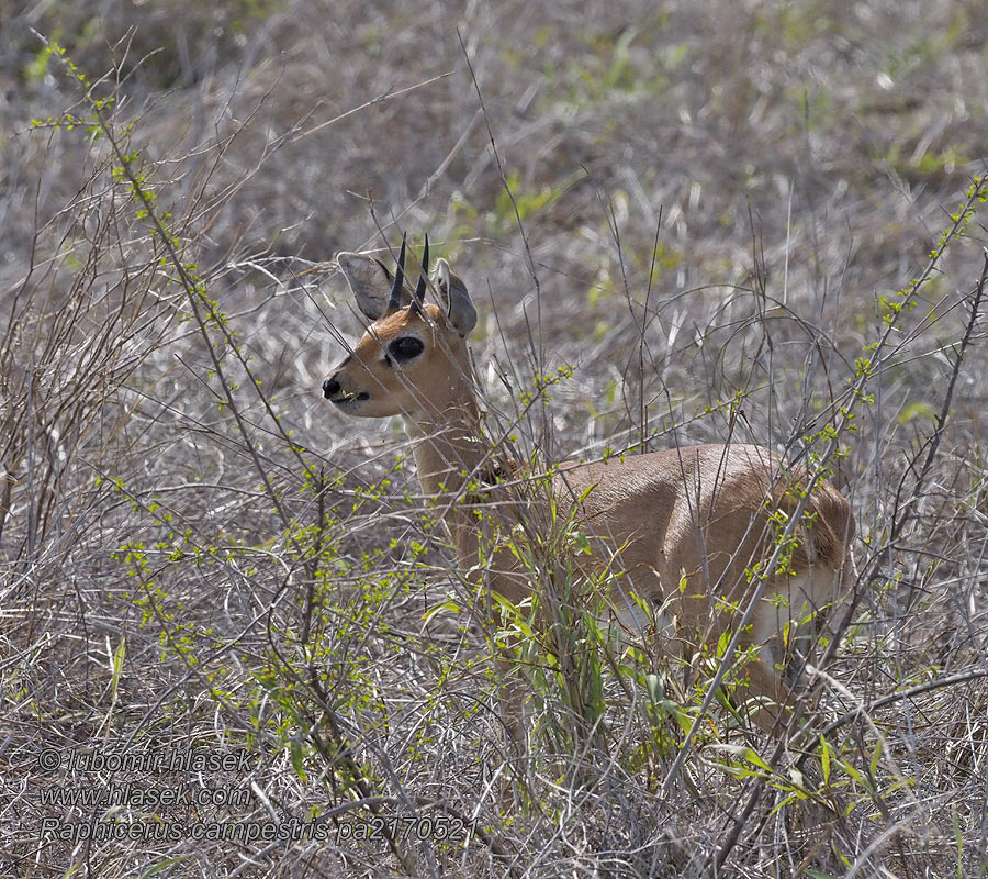 Raphicerus campestris