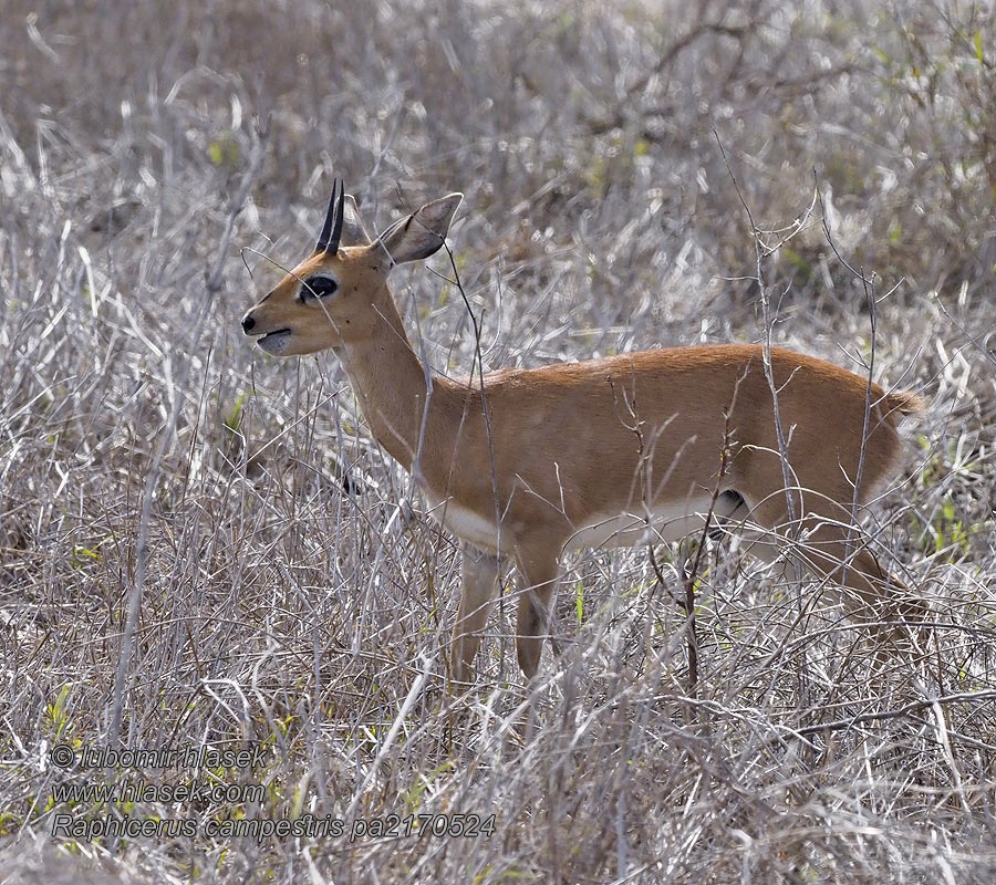 Raphicerus campestris