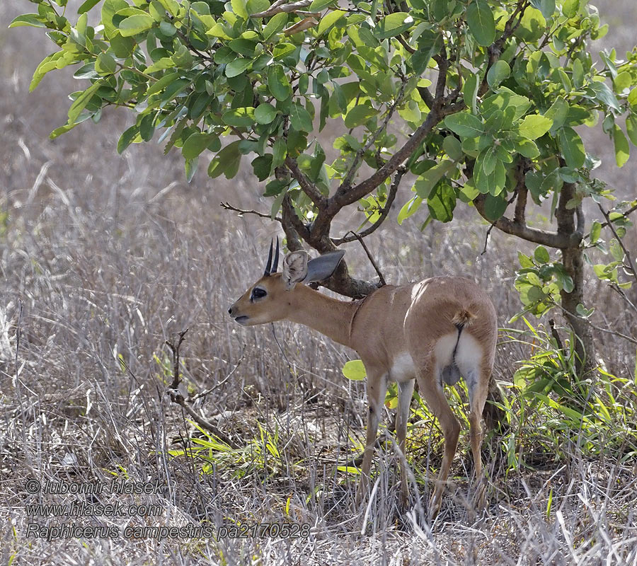 Raphicerus campestris