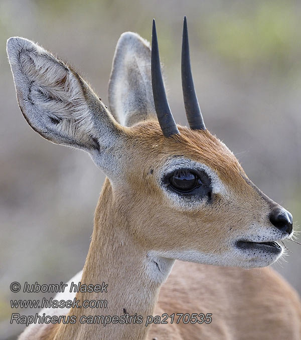 Raphicerus campestris