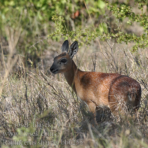 Raphicerus sharpei Sharpe's Grysbok Tropiese grysbok Sharpe-Greisbock Maa-antilooppi Sharpes grysbock Sharpe Steenbok Antilopa Sharpeova Transvaals Grijsbokje Nototrago Sharpe シャープグリスボック Sharpe őszantilop Grysbok Sharpe'go Северный грисбок Стенбок Шарпа Sharpov grysbok Raficero Sharpe