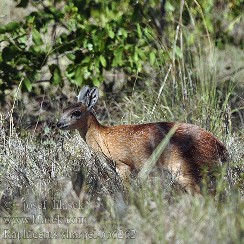 Sharpe-Greisbock Maa-antilooppi Sharpes grysbock Sharpe Steenbok Antilopa Sharpeova Transvaals Grijsbokje Nototrago Sharpe シャープグリスボック Sharpe őszantilop Grysbok Sharpe'go Северный грисбок Стенбок Шарпа Sharpov grysbok Raficero Sharpe Raphicerus sharpei Sharpe's Grysbok Tropiese grysbok