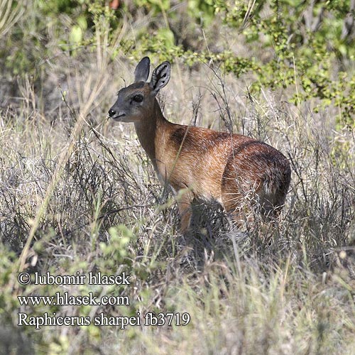 Raphicerus sharpei fb3719