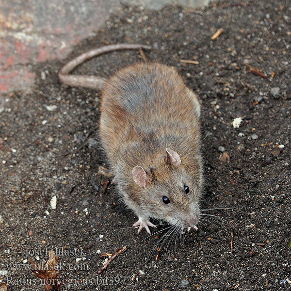 Rattus_norvegicus_bn3972