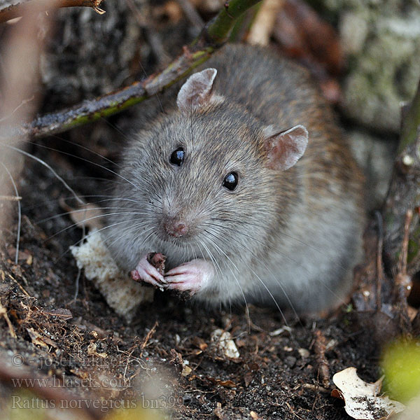 溝鼠¨Rattus norvegicus Brown Rat surmulot Wanderratte Rata parda