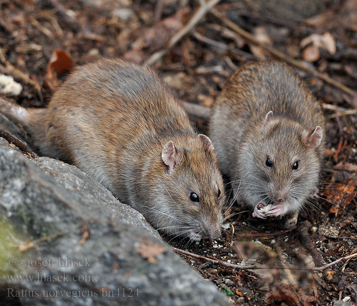 Rata parda Krysa Potkan obecný obyčajný Ratto bruno Bruine Rat