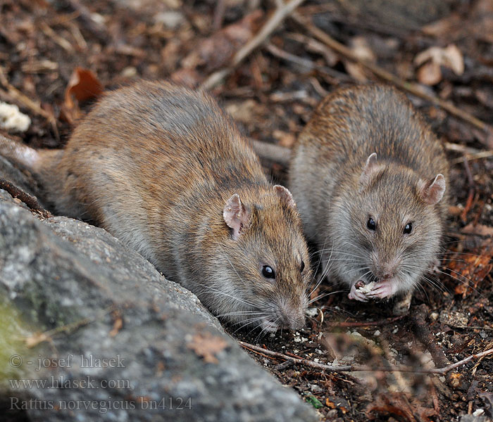 Rattus_norvegicus_bn4124