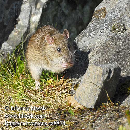 Rattus norvegicus ea8874