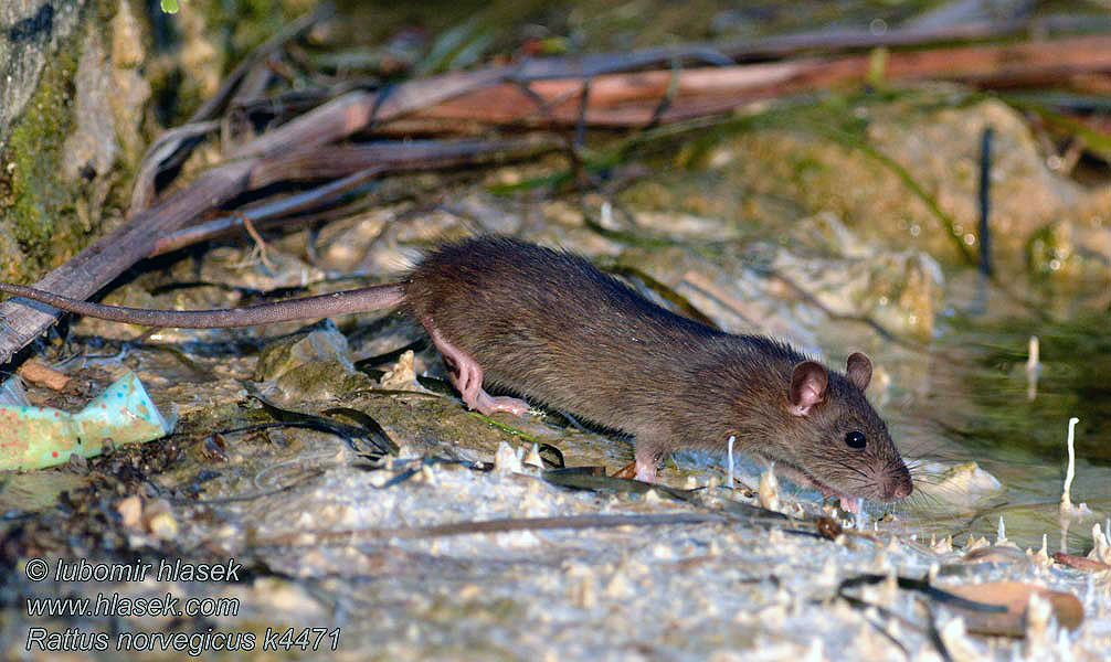 Brown Rat surmulot