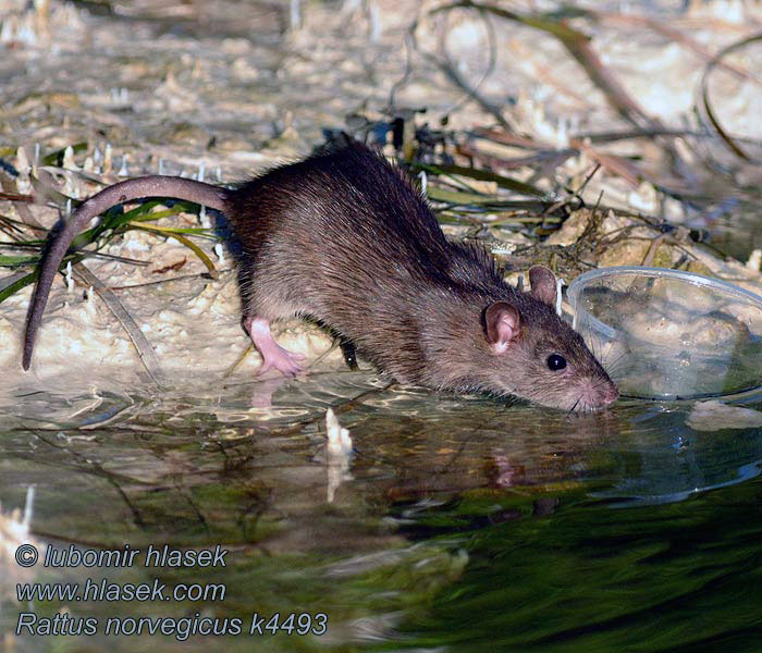 Rattus_norvegicus_k4493