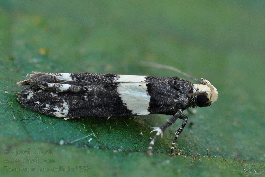 Recurvaria leucatella Makadlovka sadová Lesser Budmoth