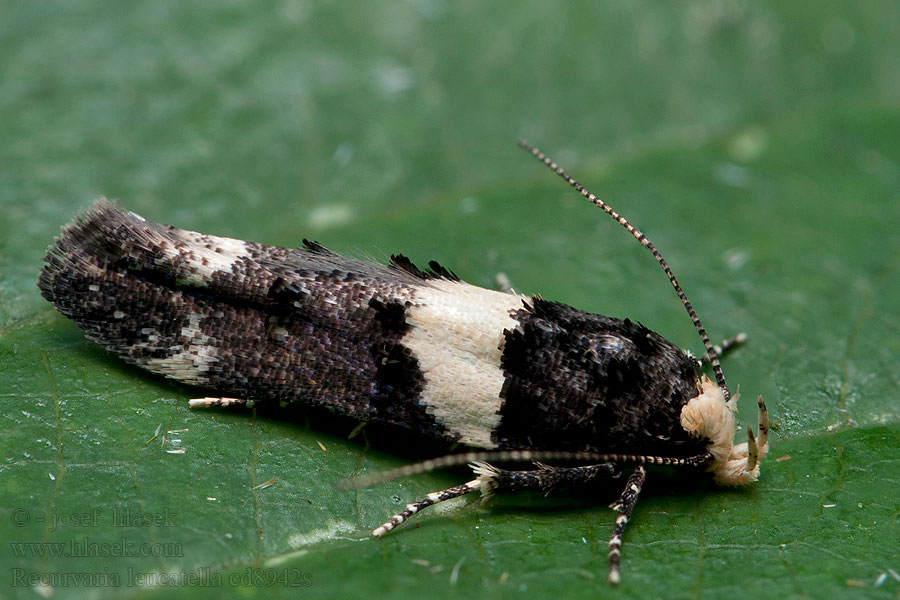 Recurvaria leucatella Psota hrušková Моль выемчатокрылая