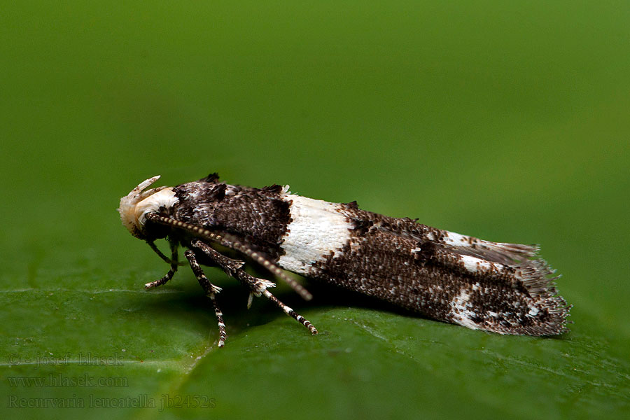 Recurvaria leucatella