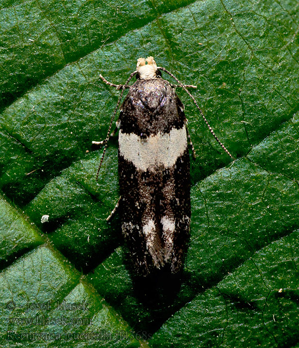 Makadlovka sadová Lesser Budmoth Psota hrušková Recurvaria leucatella