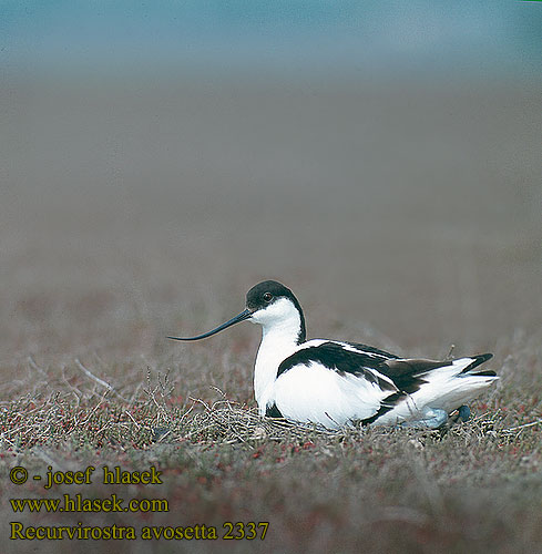 Recurvirostra avosetta Avocet Säbelschnäbler Avocette élégante Avoceta Común tenkozobec opačný Avocetta Alfaite Bec d'alena Abozeta Klyde Kluut Avosetti Avosett Skärfläcka 反嘴鷸 Шилоклювка ソリハシセイタカシギ النكات 뒷부리장다리물떼새 Αβοκέτα Alfaiate Шилодзьобка Bontelsie Kılıçgaga סיפן Šabliarka modronohá Gulipán