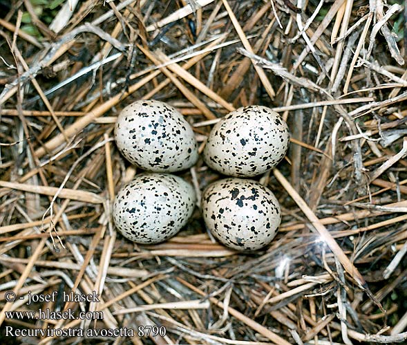 Recurvirostra avosetta Avocet Säbelschnäbler Avocette élégante Avoceta Común tenkozobec opačný Avocetta Alfaite Bec d'alena Abozeta Klyde Kluut Avosetti Avosett Skärfläcka 反嘴鷸 Шилоклювка ソリハシセイタカシギ النكات 뒷부리장다리물떼새 Αβοκέτα Alfaiate Шилодзьобка Bontelsie Kılıçgaga סיפן Šabliarka modronohá Gulipán