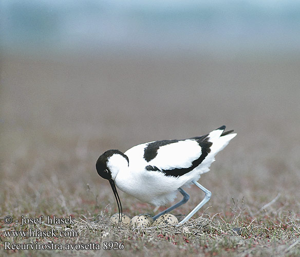 Avoceta Común Tenkozobec opačný Avocetta Alfaite Bec d'alena Abozeta Klyde Kluut Avosetti Avosett Skärfläcka 反嘴鷸 Шилоклювка ソリハシセイタカシギ النكات 뒷부리장다리물떼새 Αβοκέτα Alfaiate Шилодзьобка Bontelsie Kılıçgaga סיפן Šabliarka modronohá Gulipán Recurvirostra avosetta Avocet Säbelschnäbler Avocette élégante