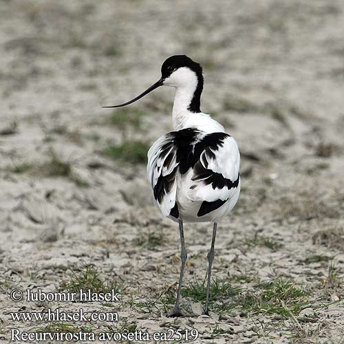 Recurvirostra avosetta Avocet Säbelschnäbler Avocette élégante Avoceta Común tenkozobec opačný Avocetta Alfaite Bec d'alena Abozeta Klyde Kluut Avosetti Avosett Skärfläcka 反嘴鷸 Шилоклювка ソリハシセイタカシギ النكات 뒷부리장다리물떼새 Αβοκέτα Alfaiate Шилодзьобка Bontelsie Kılıçgaga סיפן