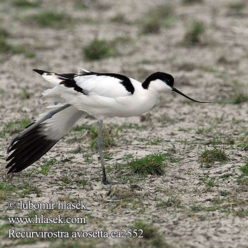 Recurvirostra avosetta Säbelschnäbler Avocette élégante Avoceta Común tenkozobec opačný Avocetta Alfaite Bec d'alena Abozeta Klyde Kluut Avosetti Avosett Skärfläcka 反嘴鷸 Шилоклювка ソリハシセイタカシギ النكات 뒷부리장다리물떼새 Αβοκέτα Alfaiate Шилодзьобка Bontelsie Kılıçgaga סיפן